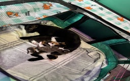 Mixed Breed cats for sale: 4 adorable kittens looking for forever homes - Image 6