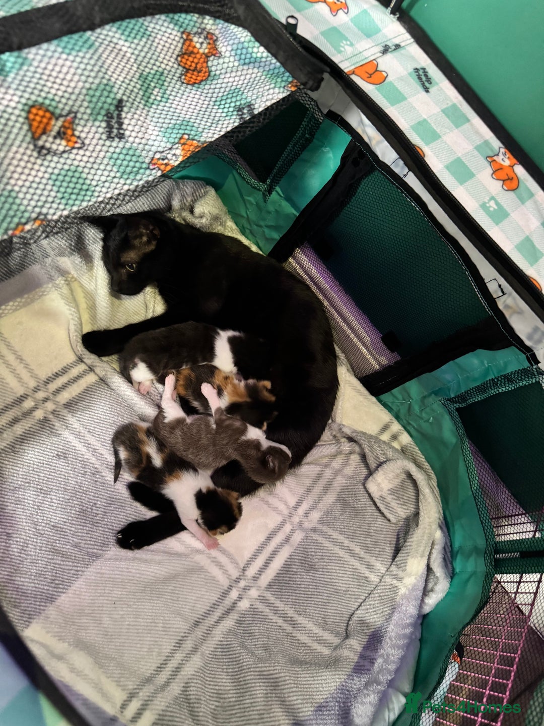Mixed Breed cats for sale: 4 adorable kittens looking for forever homes - Image 6