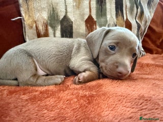 Miniature Dachshund dogs KC Reg Isabella & Tan Miniature Dachshund Puppies - Advert 2