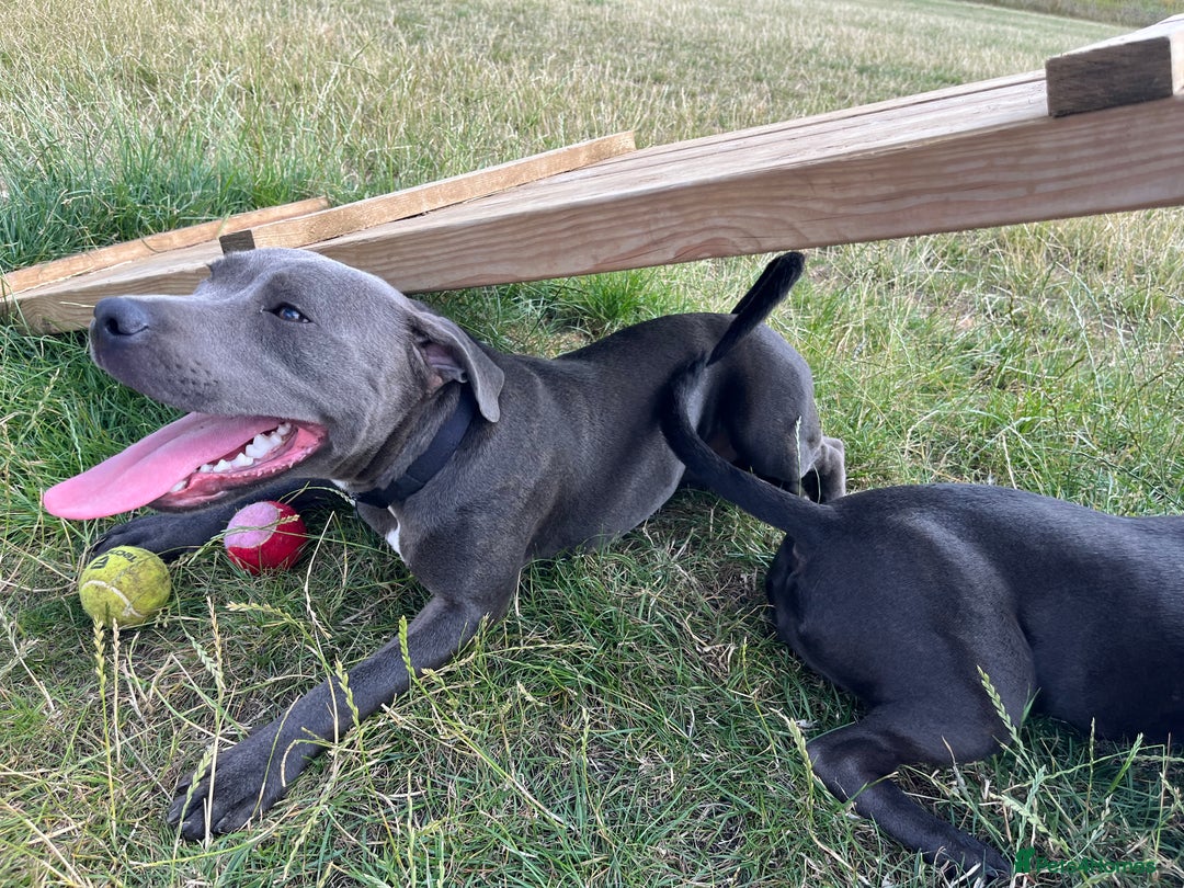 Staffordshire Bull Terrier dogs for sale: 6 month old male  - Image 2