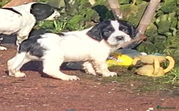 English Springer Spaniel dogs for sale: Quality Spaniel Litter at Sandaharr  - Image 10