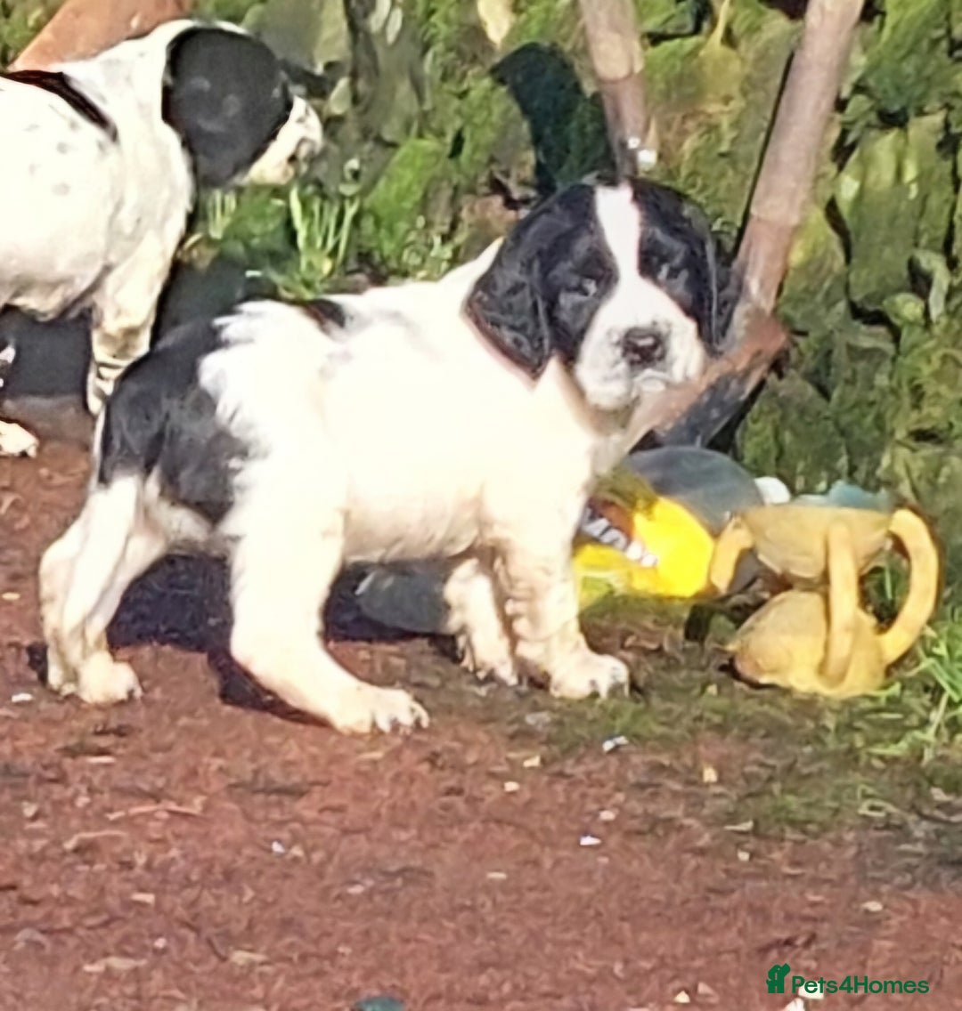 English Springer Spaniel dogs for sale: Quality Spaniel Litter at Sandaharr  - Image 10