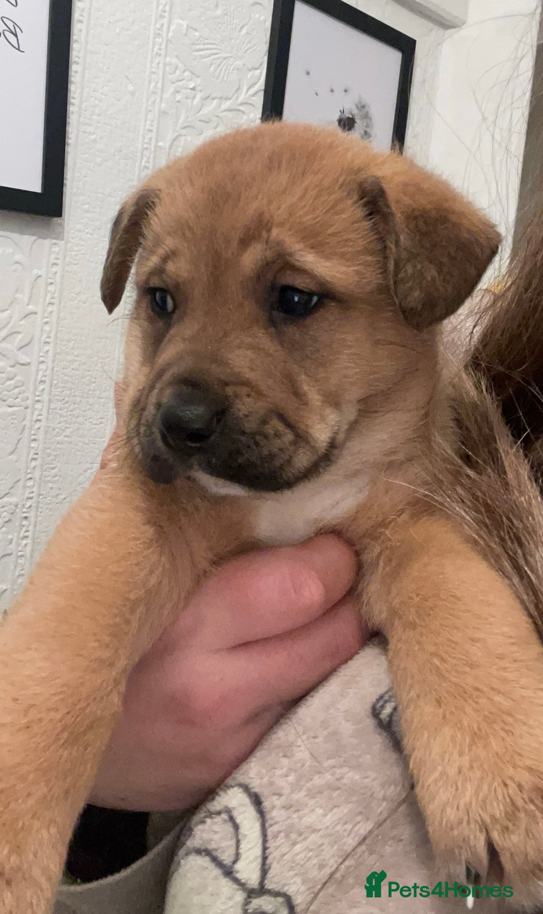 Mixed Breed dogs for sale: *only 1 male left* Malkita puppies 4 boys - Advert 12