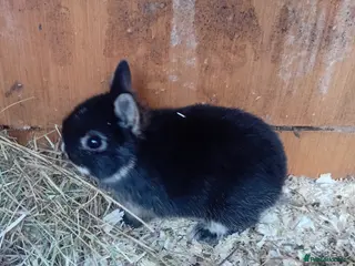 Netherland Dwarf rabbits Netherland dwarf rabbits - Advert 6