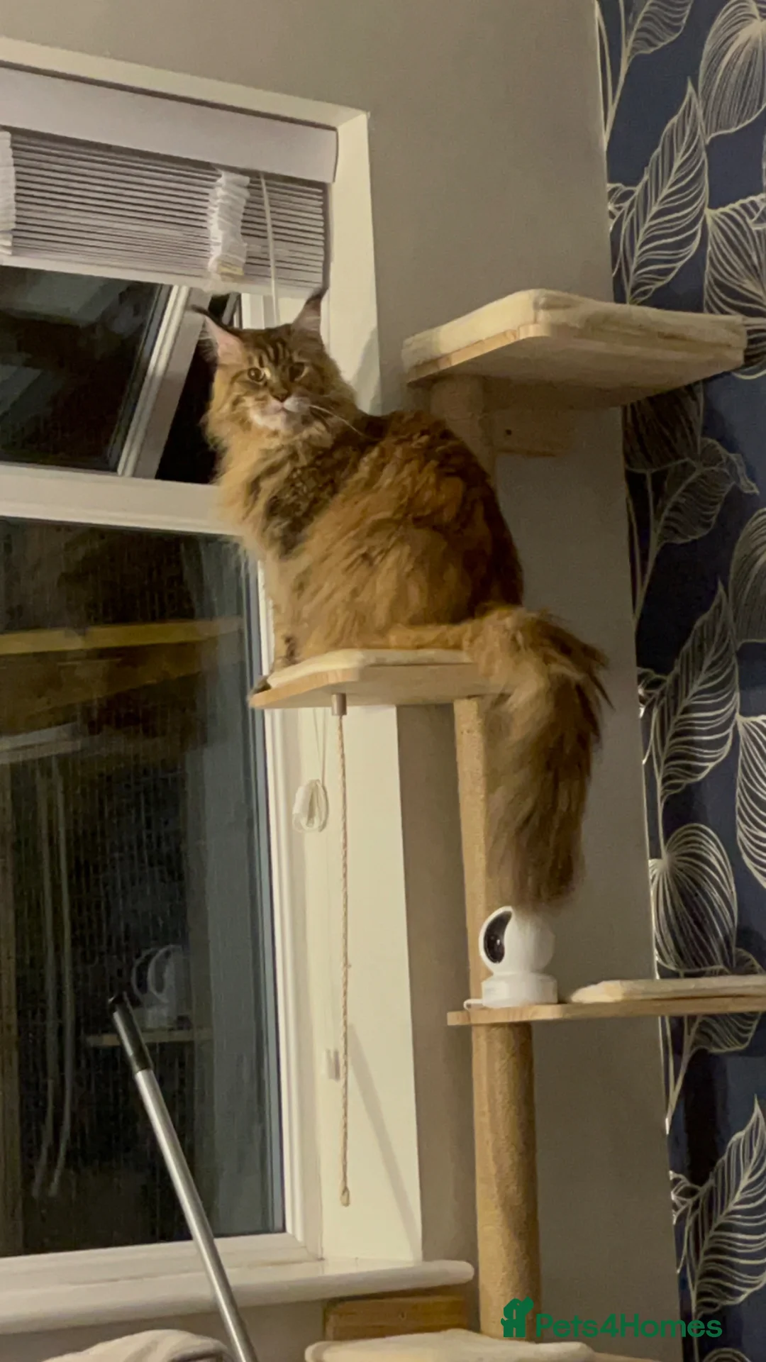 Maine Coon cats for sale: Lady Roza looking for a loving home - Advert 2