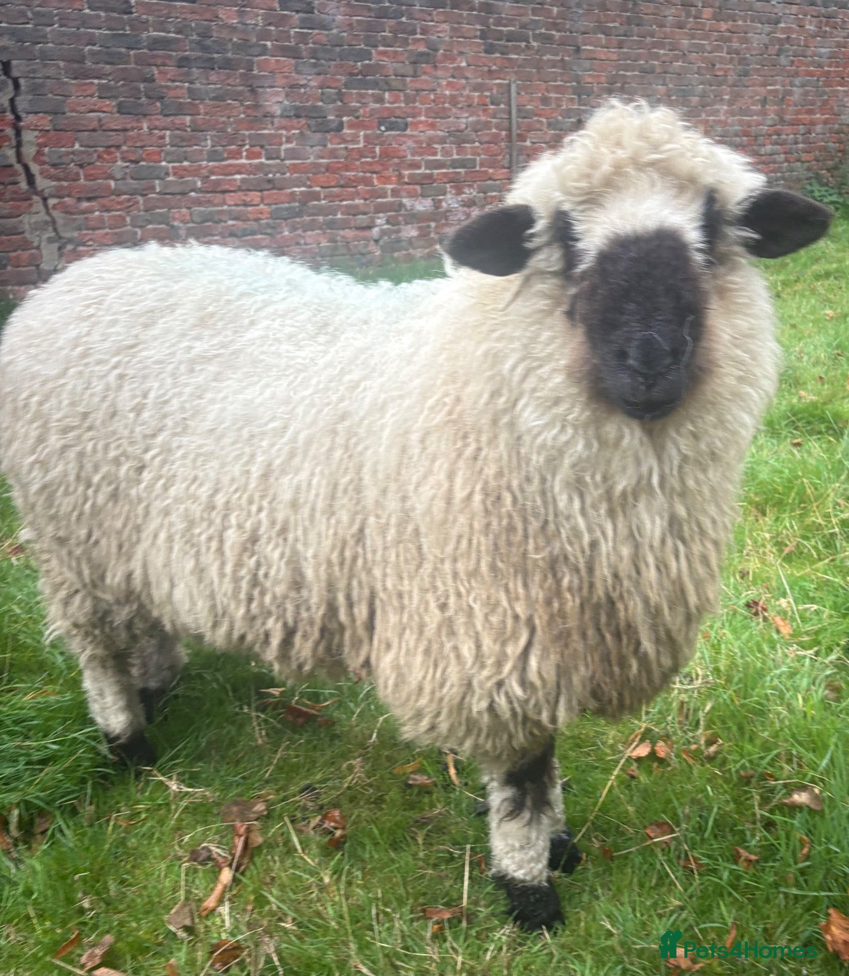 Sheep livestock Lovely pair Valais black nose sheep - Advert 2