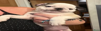 Pug 5
