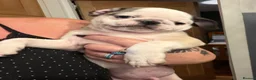 Pug dogs for sale: Gorgeous pug puppies  in London - Advert 11