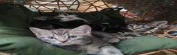 Mixed Breed cats for sale: Marble Bengal cross  - Advert 18