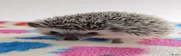 Pygmy Hedgehog rodents for sale: Gorgeous 11 week old Female/Ready Now!!! - Advert 7