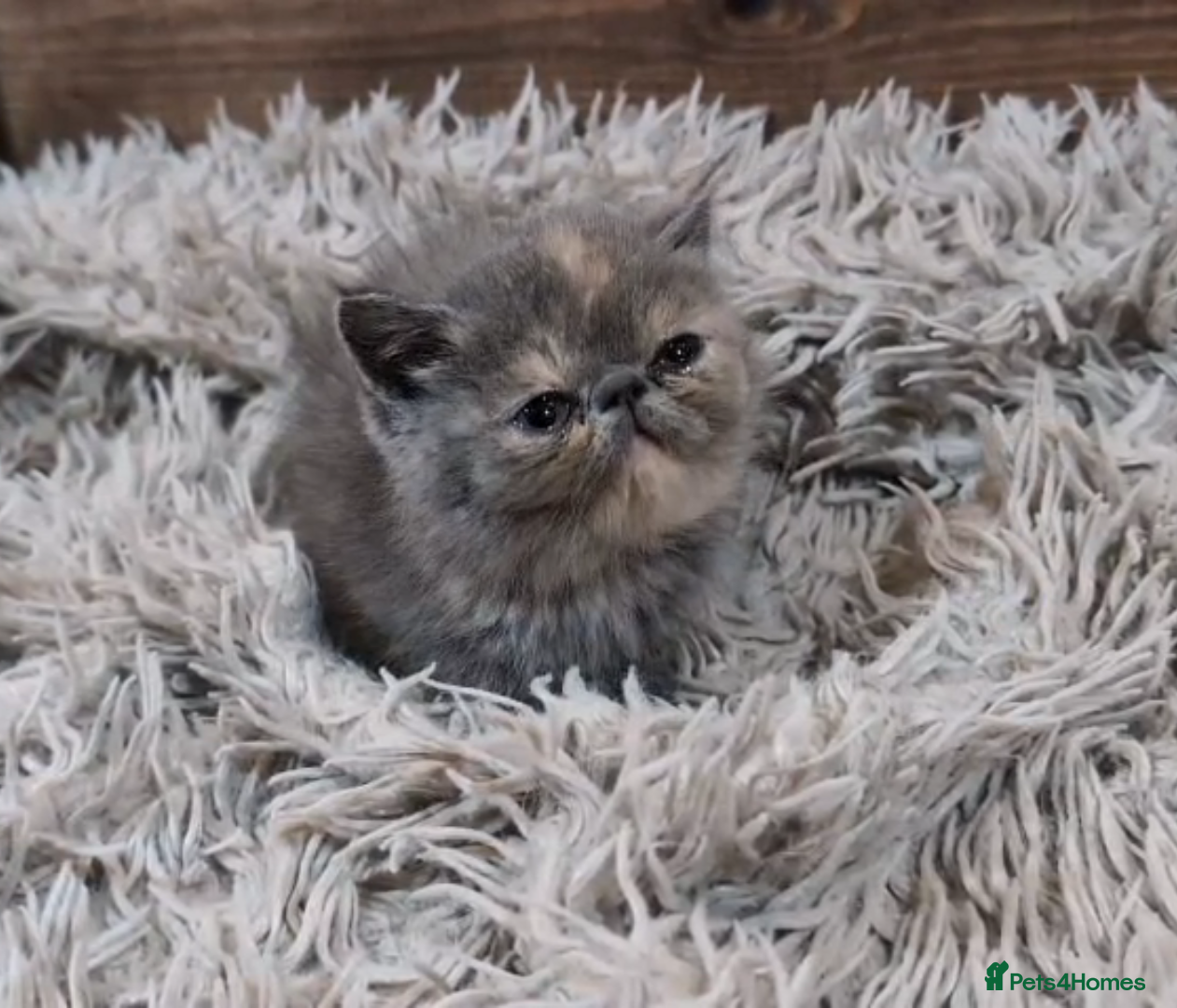 Persian cats Persian Kittens For Sale - Advert 3