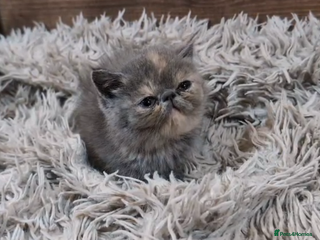 Persian cats Persian Kittens For Sale - Advert 3