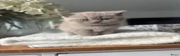 British Shorthair cats for sale: Stunning Lilac BSH Kittens GCCF -1 available  - Advert 2