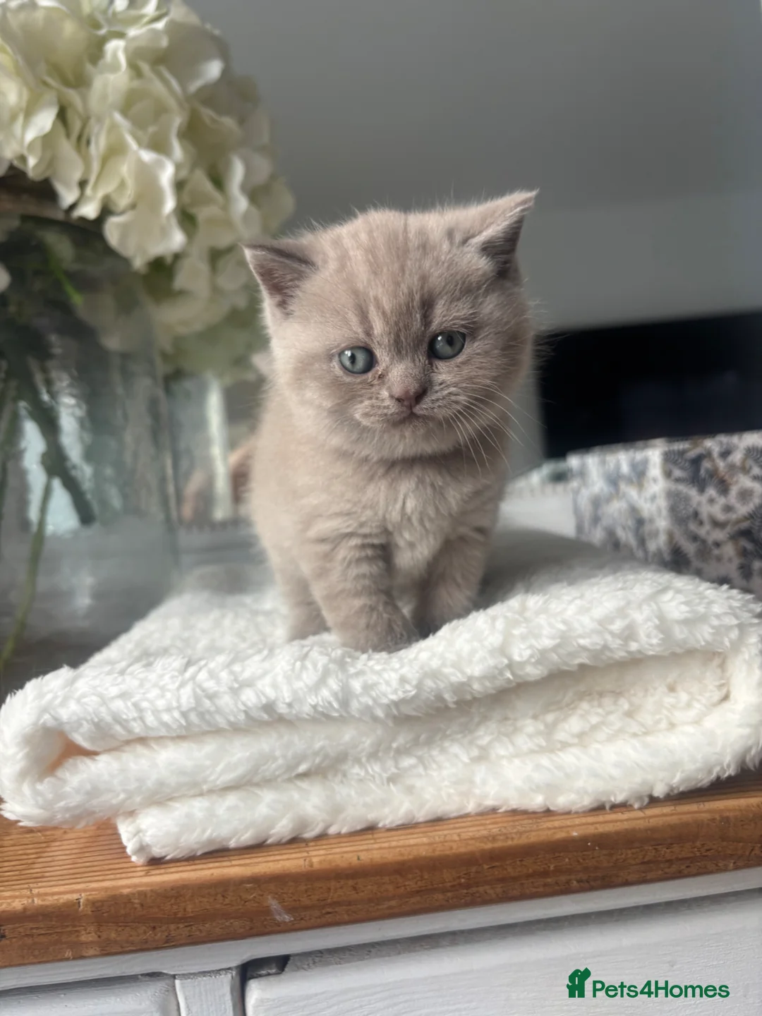 British Shorthair cats for sale: Stunning Lilac BSH Kittens GCCF -1 available  - Advert 2