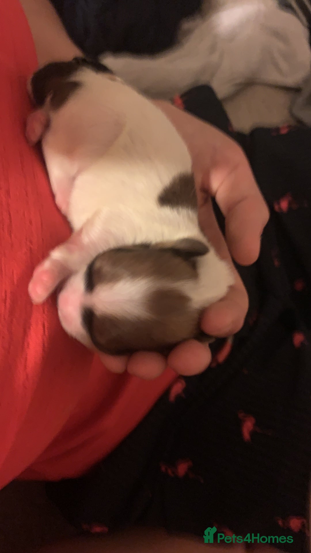 Lhasa Apso dogs for sale: 4 stunning Lhasa  boys  - Image 15