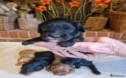 Cavapoo dogs for sale: Quality True mini Cavapoo Puppies in Eastleigh - Image 2