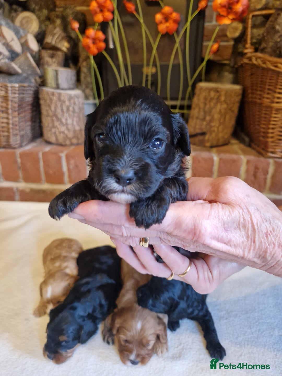 Cavapoo dogs for sale: Quality True mini Cavapoo Puppies in Eastleigh - Image 2