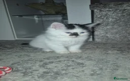 Mixed Breed cats for sale: 4 male kittens - Image 4