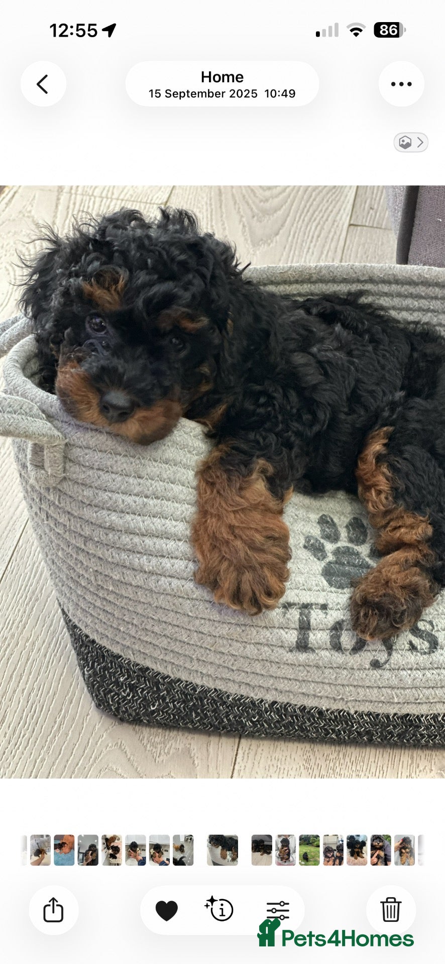 Toy Poodle dogs Beautiful Toy Poodle Puppies looking for new home  - Advert 13