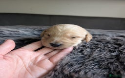 Labradoodle dogs for sale: F1 Labradoodle puppies  - Image 10