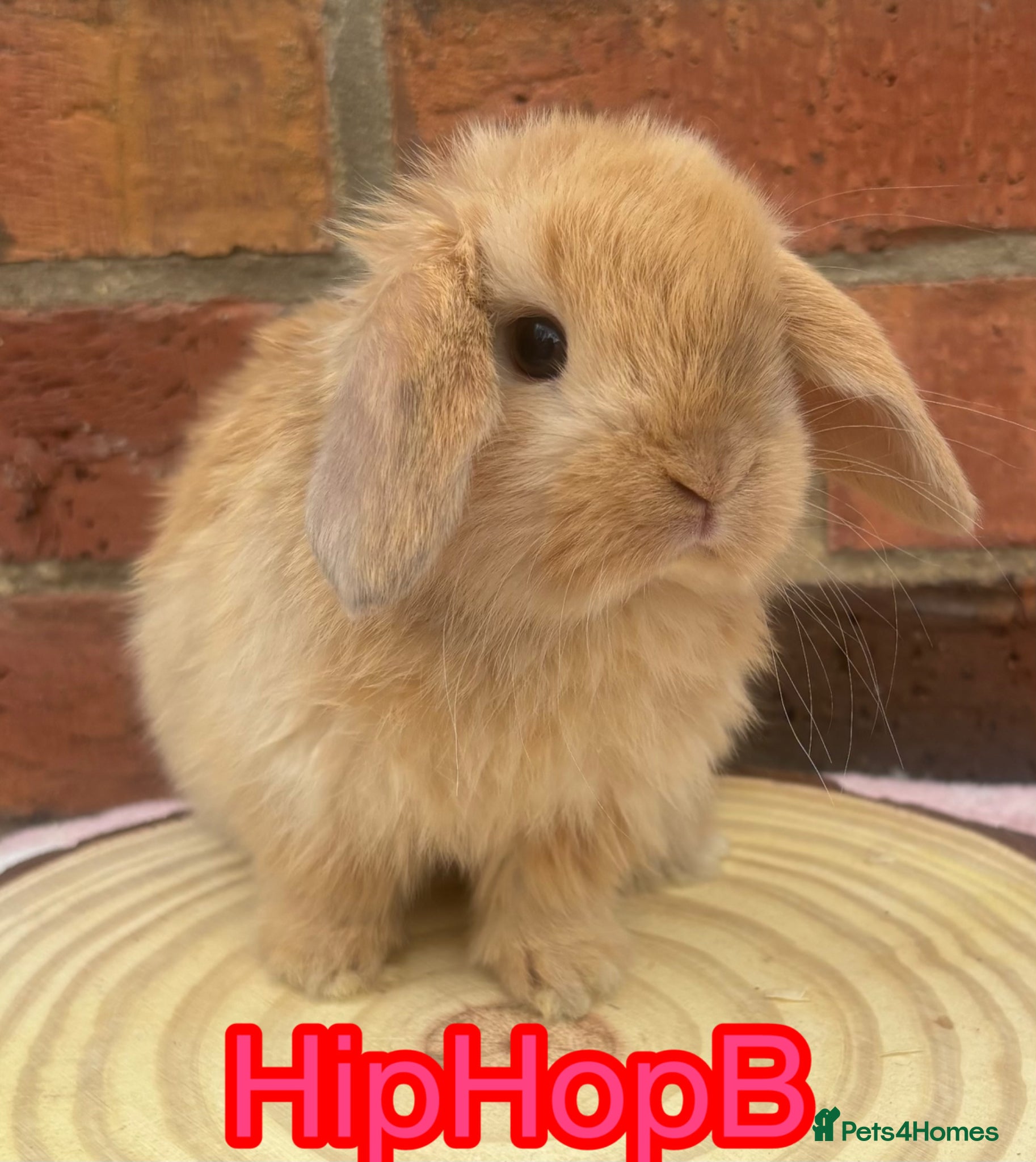 Mini Lop rabbits PURE BRED pedigreed mini lops  - Advert 3