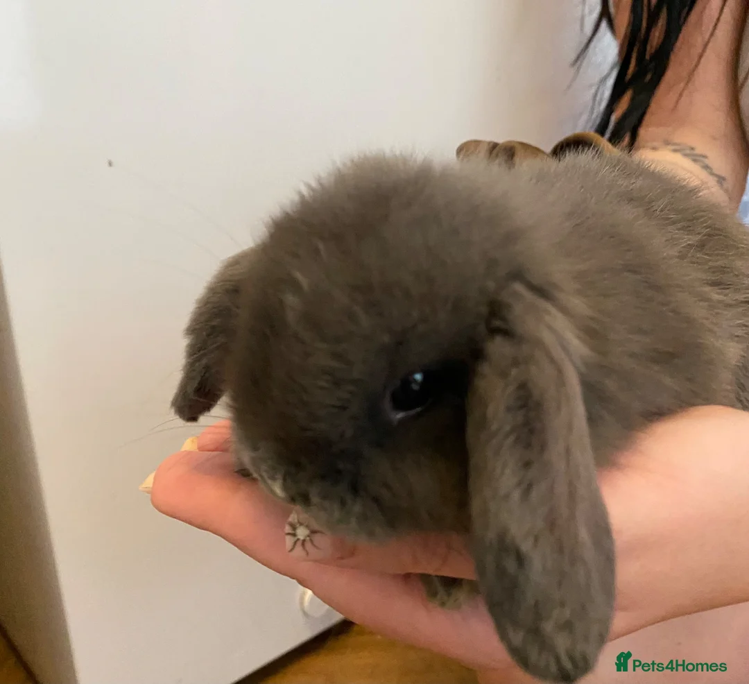 Mini Lop rabbits for sale: Baby lop bunnies  in Warrington - Advert 2