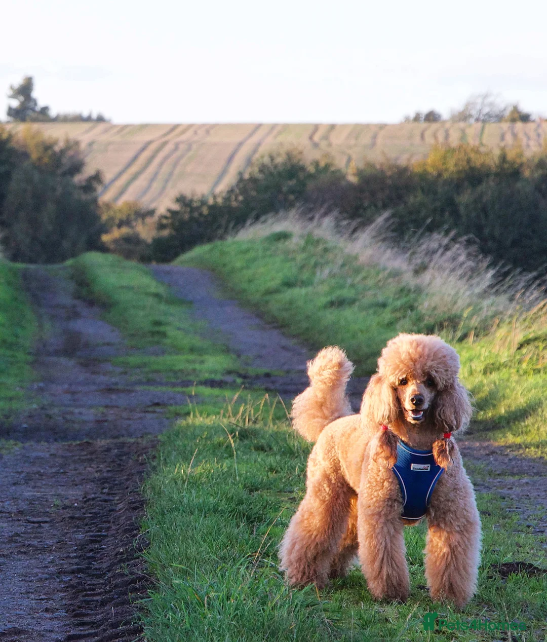 Miniature Poodle dogs for stud: Red KC registered miniature poodle - Health tested in Livingston - Advert 7