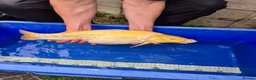 Koi Carp fish for sale: Pond closure - Advert 37