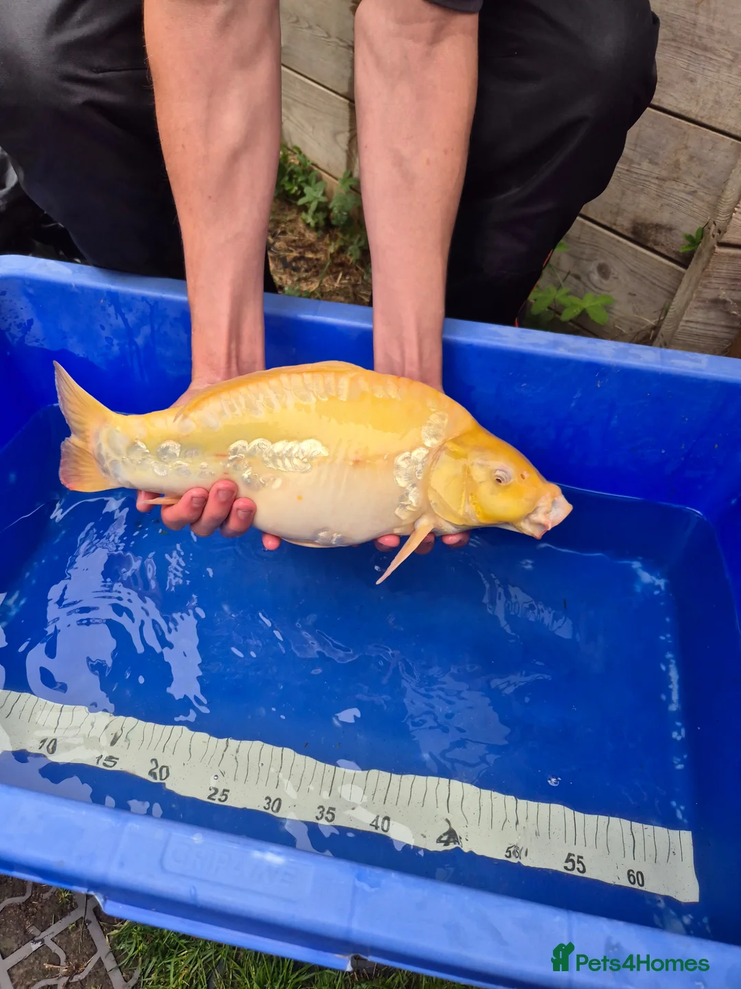 Koi Carp fish for sale: Pond closure - Advert 37