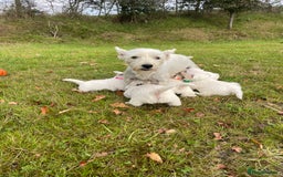 West Highland Terrier dogs for sale: Adorable West Highland Terrier Puppies - Image 8
