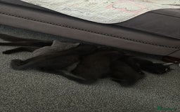 British Shorthair cats for sale: Blue British Short Hair Mix - Image 4