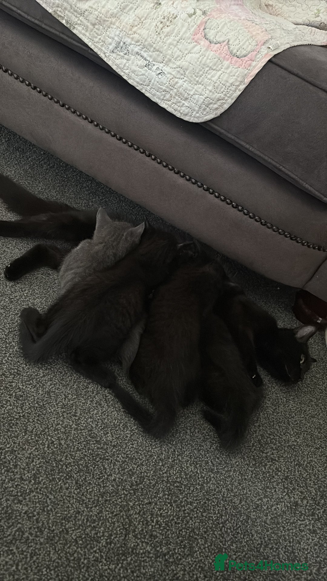 British Shorthair cats for sale: Blue British Short Hair Mix - Image 4