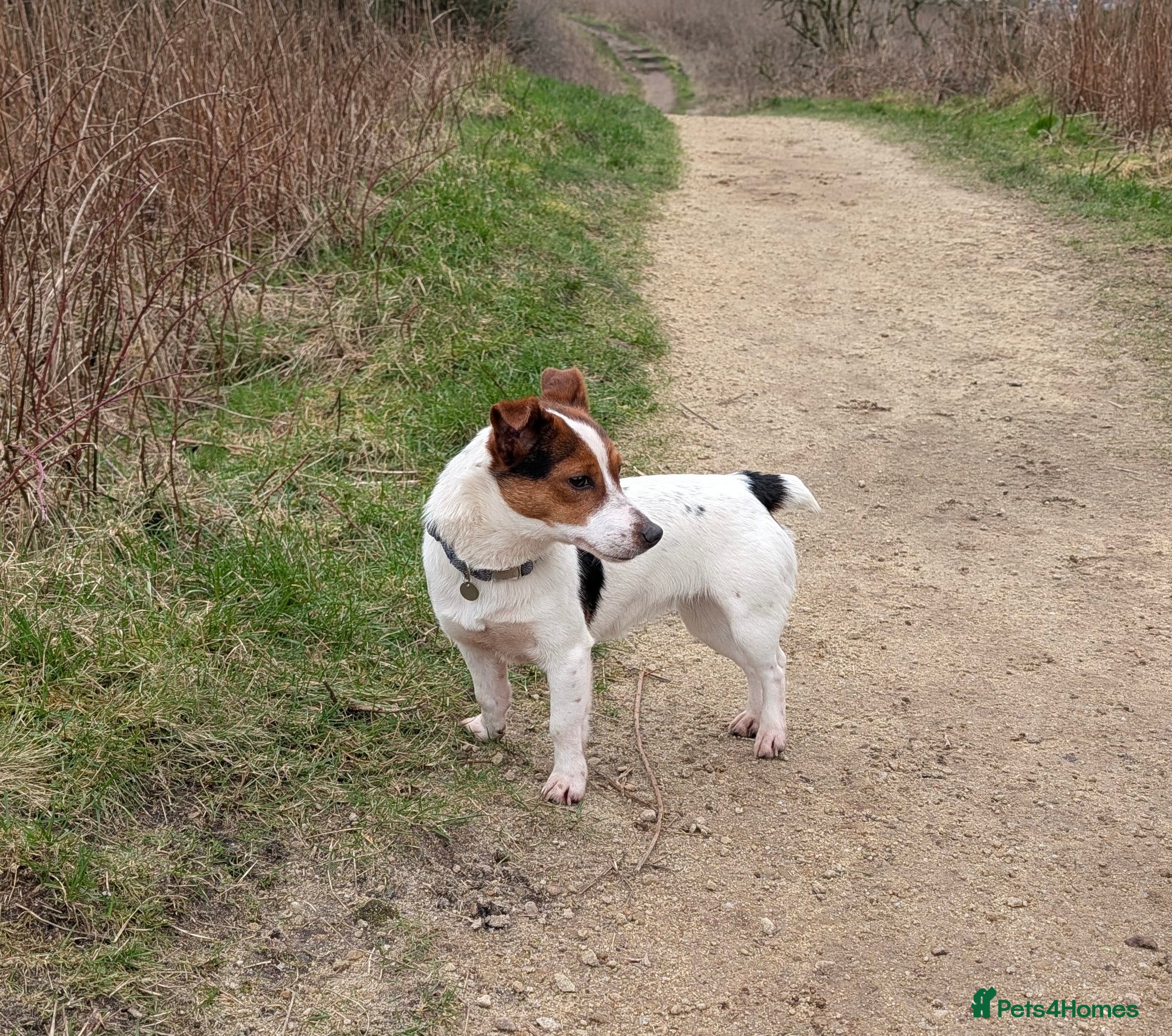 Jack Russell dogs Jack Russell short legged Female  - Advert 5