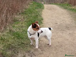 Jack Russell dogs Jack Russell short legged Female - Advert 5