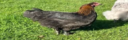 Chickens poultry for sale: Chickens for sale various breeds and ages - Advert 3