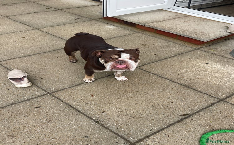 French Bulldog dogs - Advert 11