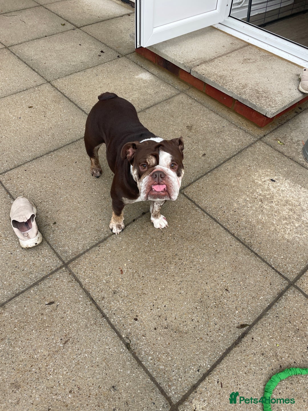 French Bulldog dogs for sale: 1French bull dog 1 English bulldog (read full add) - Advert 3
