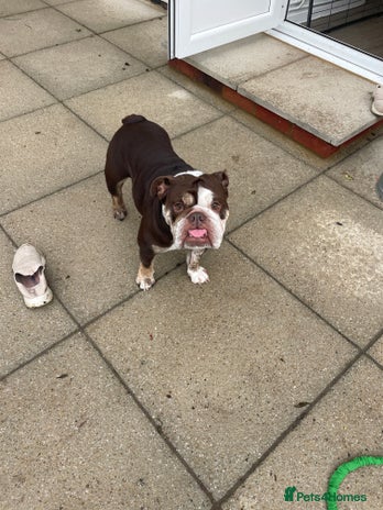 French Bulldog dogs - Advert 11