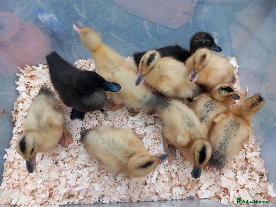 Ducks poultry for sale: Bantam Silver Appleyard Ducklings - Image 2