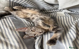 Bengal cats for sale: Bengal cross silver female kitten  - Image 2