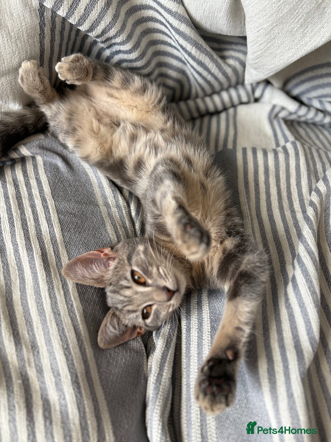 Bengal cats for sale: Bengal cross silver female kitten  - Image 2