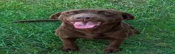 Labrador Retriever dogs for sale: WAITING LIST - KC Reg Labradors  - Advert 2
