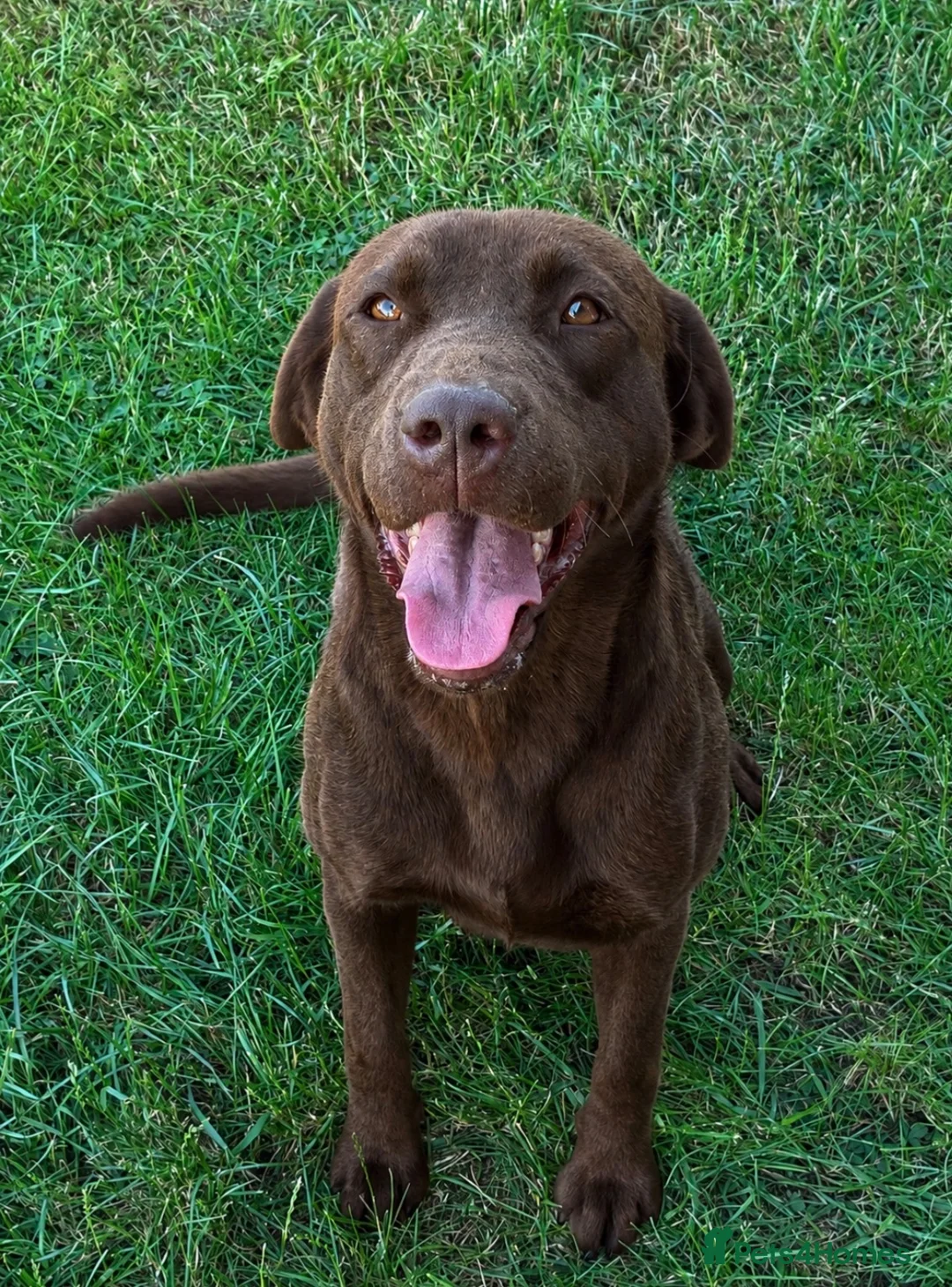 Labrador Retriever dogs for sale: WAITING LIST - KC Reg Labradors  - Advert 2