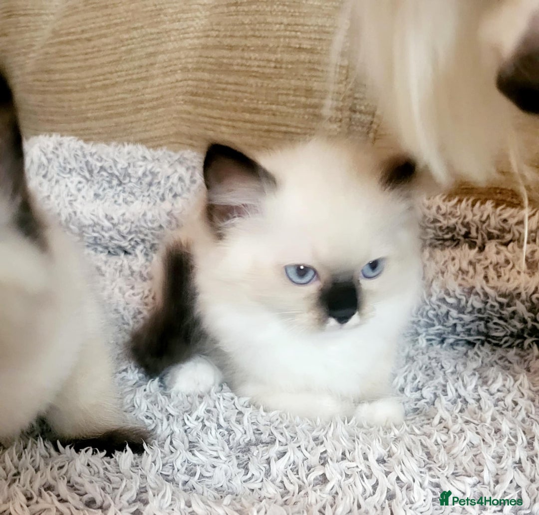 Ragdoll cats for sale: Gorgeous Ragdoll Kittens in Wednesbury - Image 15