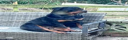Rottweiler dogs for sale:  German Rottweiler puppies  - Advert 6