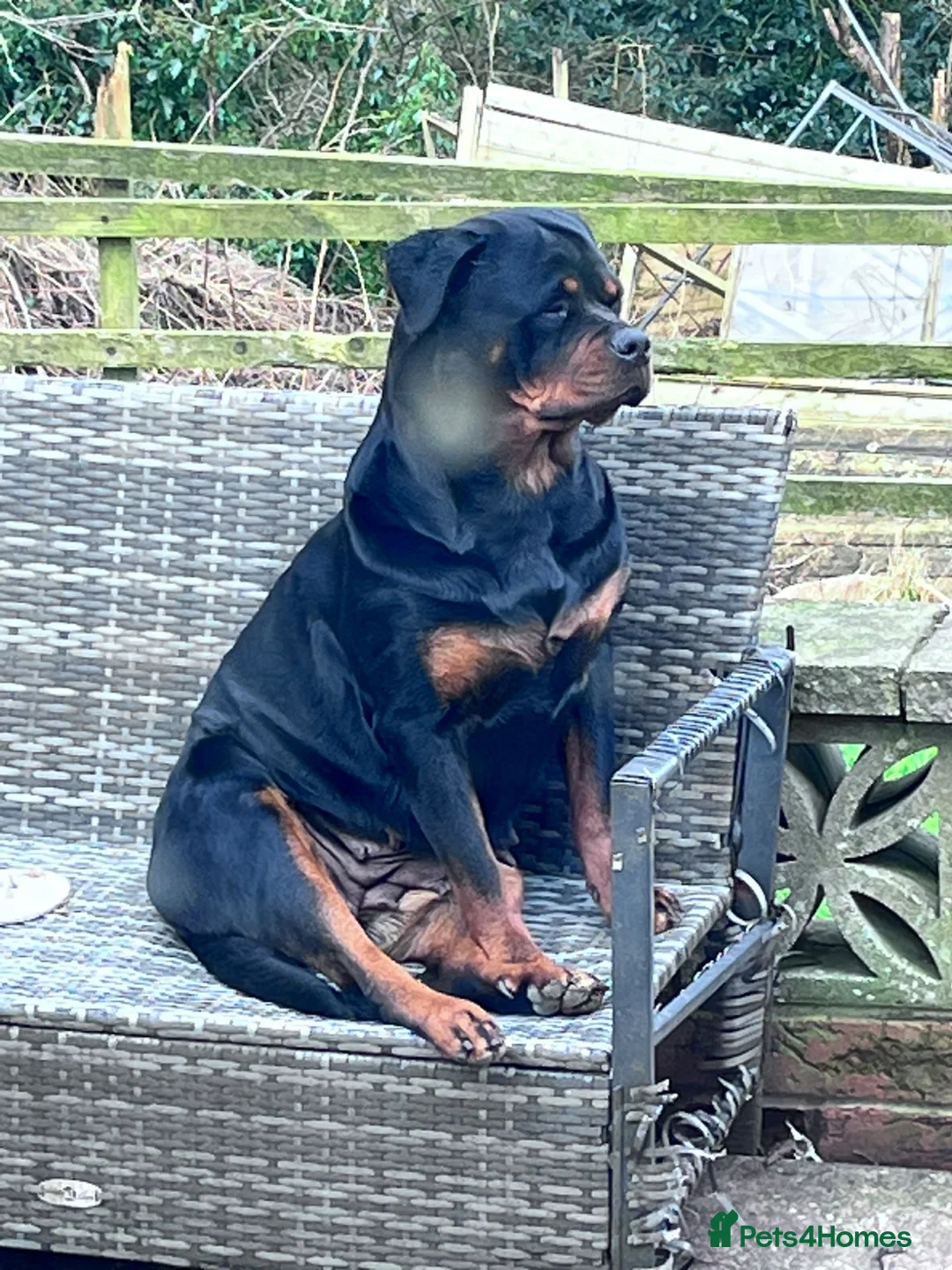 Rottweiler dogs for sale:  German Rottweiler puppies  - Advert 6