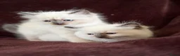 Ragdoll cats for sale: Beautiful Seal Point Kittens - Advert 9