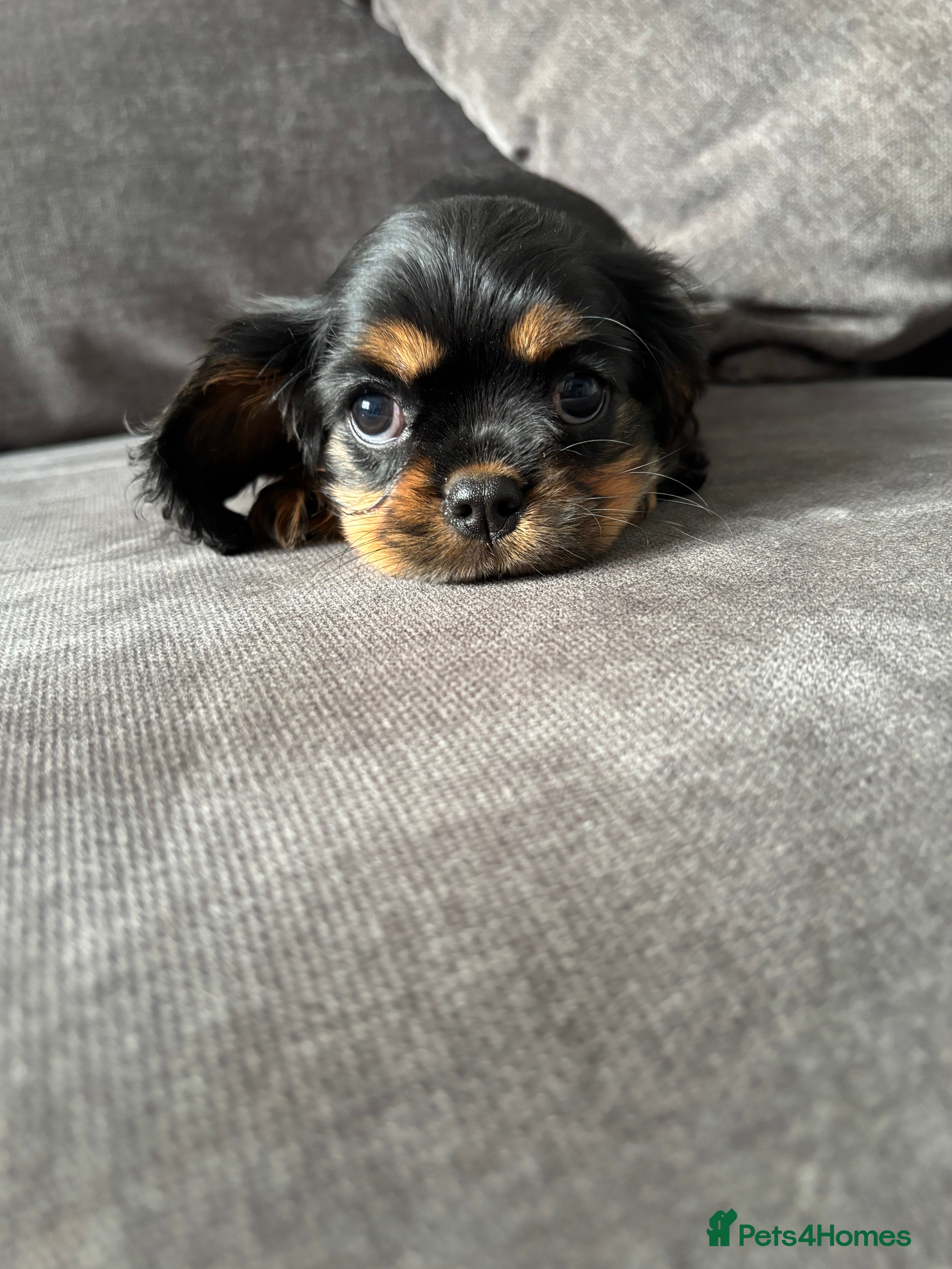 Cavalier King Charles Spaniel dogs Gorgeous KC Puppies Ready Now  - Advert 4