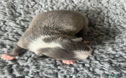 Boston Terrier dogs for sale: Boston terrier puppies - Image 10