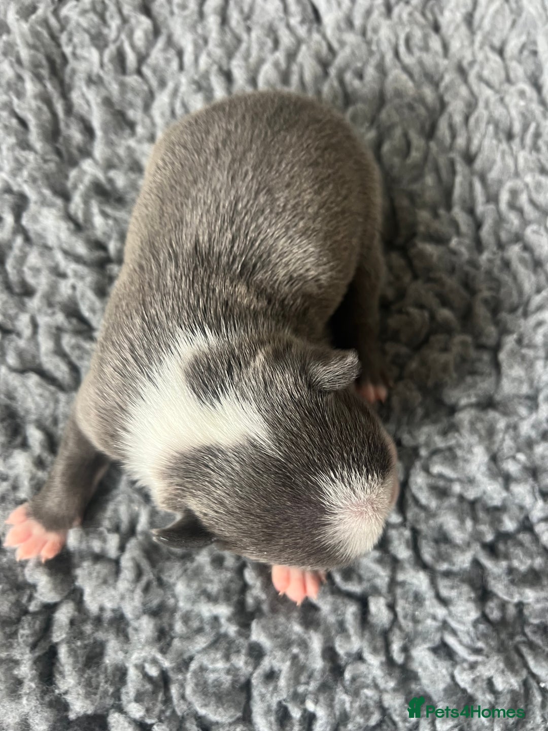 Boston Terrier dogs for sale: Boston terrier puppies - Image 10